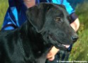 Mutt Portrait 2.jpg